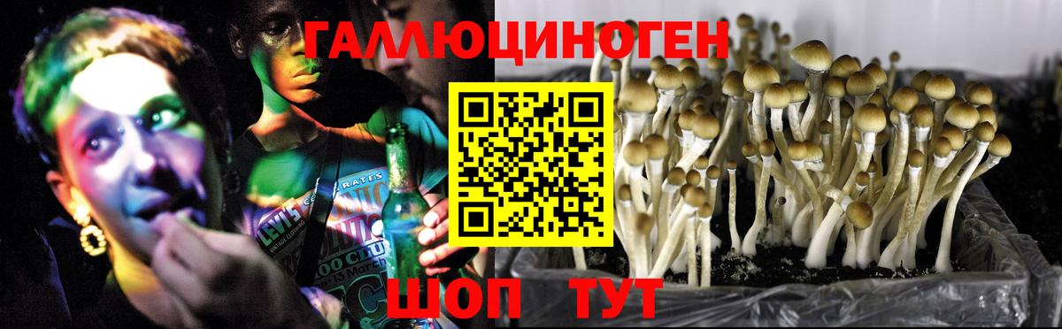 Галлюциногенные грибы Psilocybine cubensis Бугуруслан